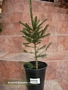 Смърч (Picea abies)