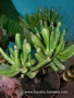 Красула (Crassula argentea Coral, Crassula gollum)
