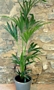 Палма Кенция (Kentia Palm)