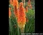Книфофия (Kniphofia)