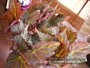Бегония рекс (Begonia Rex)