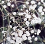 Гипсофила (Gypsophila Paniculata)