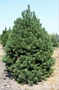 Бял бор (Pinus contorta)