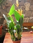 Хеликония (Heliconia Olympic Dream)