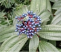 Вибурнум  (Viburnum davidii )