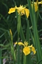Воден ирис, жълт (Water Iris)