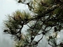 Морски черен бор (Pinus nigra Maritima)