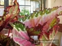 Бегония рекс (Begonia Rex)