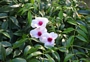 Пандорея (Pandorea jasminoides)