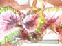 Бегония рекс (Begonia Rex)