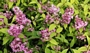 Дойция (Deutzia gracilis Rosea)