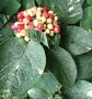 Вибурнум, черна калина (Viburnum lantana)