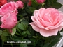 Мини рози червен цвят (Mini roses)