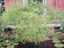Египетски папирус (Cyperus Papyrus)
