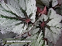 Бегония рекс (Begonia rex)