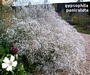 Гипсофила (Gypsophila Paniculata)