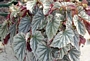 Бегония рекс (Begonia rex)