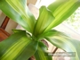 Драцена масангиана (Dracaena massangeana)