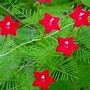 Ипомея, Кипърска лоза (Quamoclit, Ipomoea, Cypress Vine)