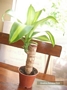 Драцена масангиана (Dracaena massangeana)