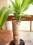 Драцена масангиана (Dracaena massangeana)