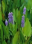 Понтедерия, водно растение (Pontederia cordata)