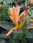 Хеликония (Heliconia Olympic Dream)
