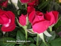 Мини рози червен цвят (Mini roses)