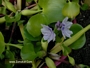 Воден зюмбюл (Eichornia crassipes)
