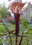 Аризема (Arisaema nepenthoides)