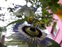 Пасифлора Каерулея, Церулея (Passiflora caerulea)