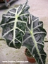 Алоказия (Alocasia)