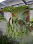 Платицериум, Еленови рога (Platycerium)