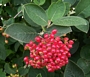 Вибурнум, черна калина (Viburnum lantana)