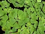 Писция (Pistia stratiotes)