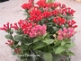 Бовардия (Bouvardia longiflora)