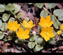 Лизимахия, Кръглолистно ленивче (Lysimachia nummularia)
