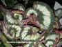 Бегония охлюв (Begonia escargot)