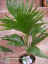 Ливингстония (Livingstonia chinensis)