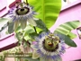 Пасифлора Каерулея, Церулея (Passiflora caerulea)