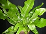 Микросорум (Microsorum)