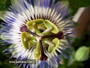 Пасифлора Каерулея, Церулея (Passiflora caerulea)