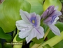 Воден зюмбюл (Eichornia crassipes)