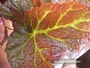 Бегония рекс (Begonia Rex)