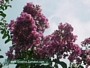 Лагерстремия, Индийски люляк, лилаво-розова (Lagerstroemia indica)