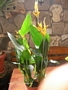Хеликония (Heliconia Olympic Dream)