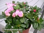 Азалия, стайна (Azalea)
