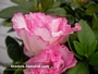 Азалия, стайна (Azalea)