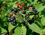 Вибурнум, черна калина (Viburnum lantana)