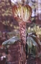 Аризема (Arisaema nepenthoides)